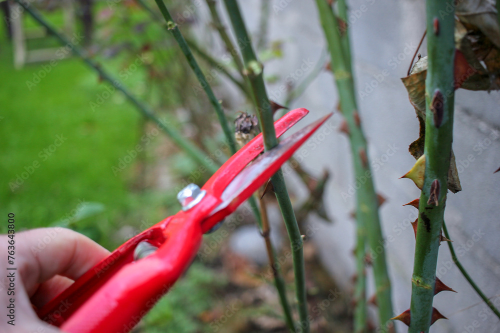 the pleasure of pruning rose bushes