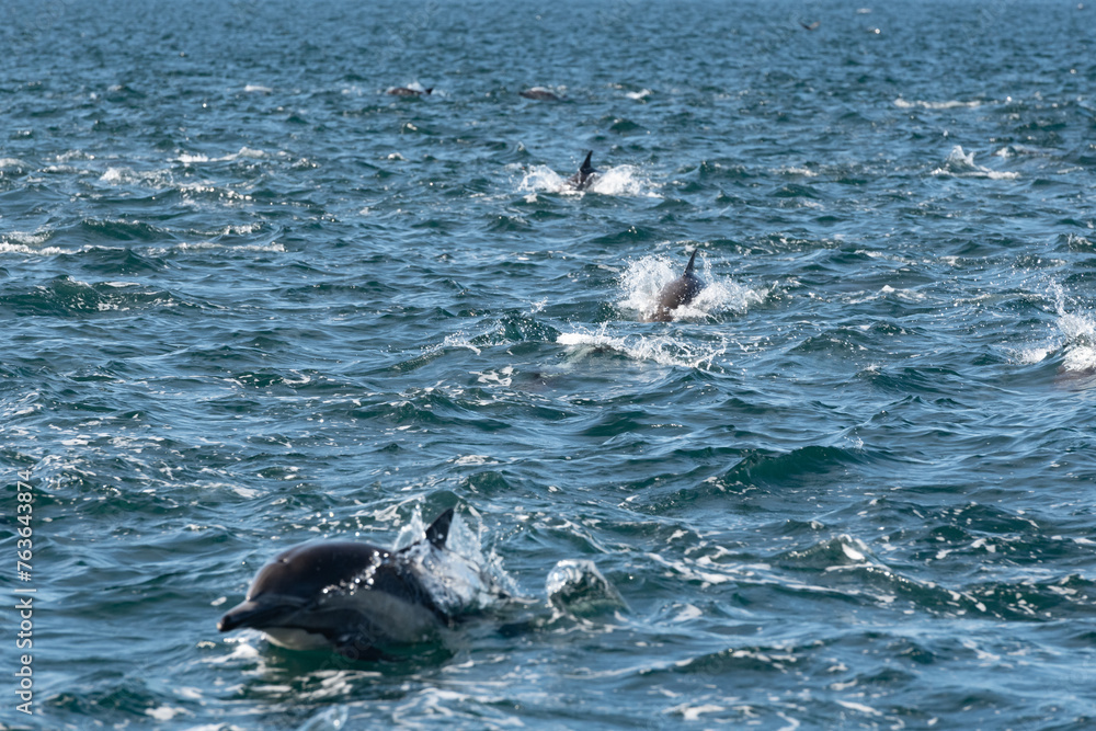 Obraz premium Pod of common dolphins in the Pacific Ocean