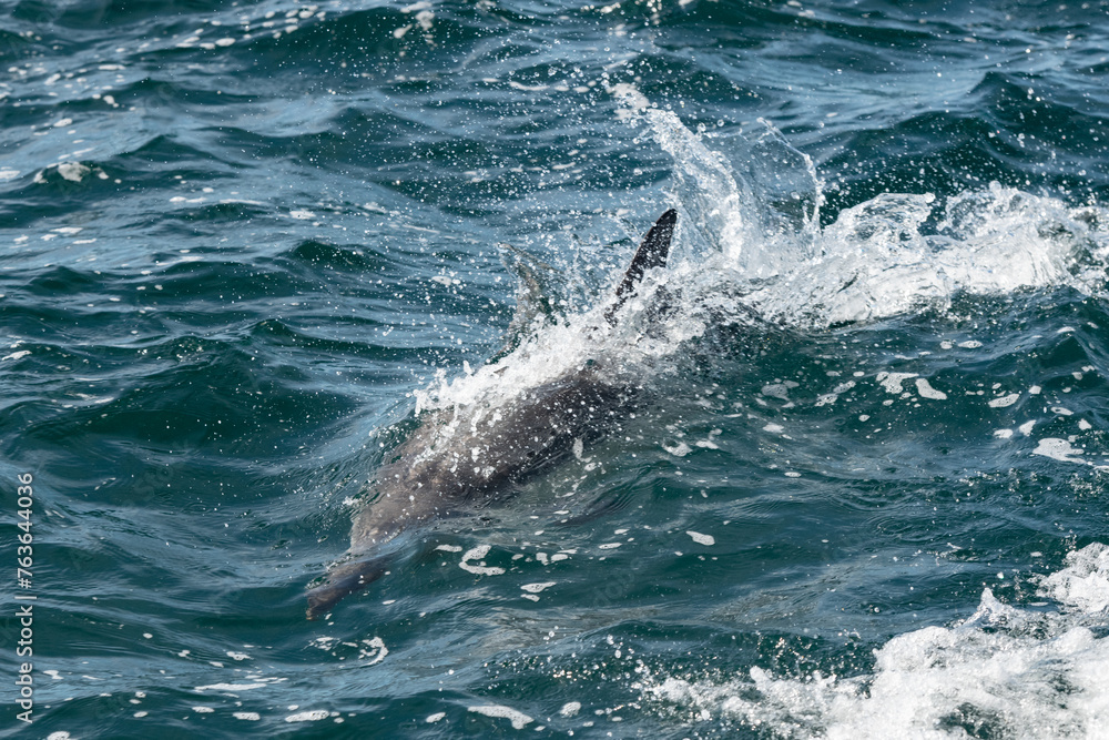 Fototapeta premium Pod of common dolphins in the Pacific Ocean