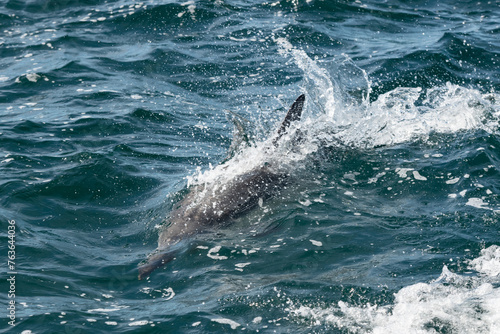 Pod of common dolphins in the Pacific Ocean