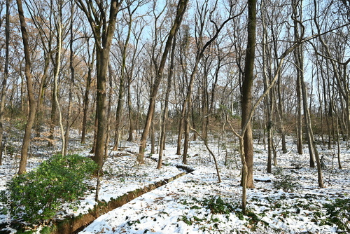 winter forest in the snow with bare trees in sunny day in the park