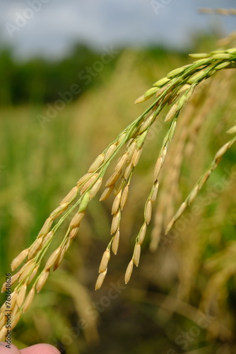 Rice grains in rice fields with blurred background