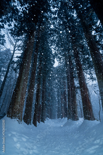 長野県長野市　雪が降る冬の戸隠神社の杉並木