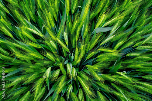 Green barley agriculture crops in a field, lush growth of plants in nature on a farm