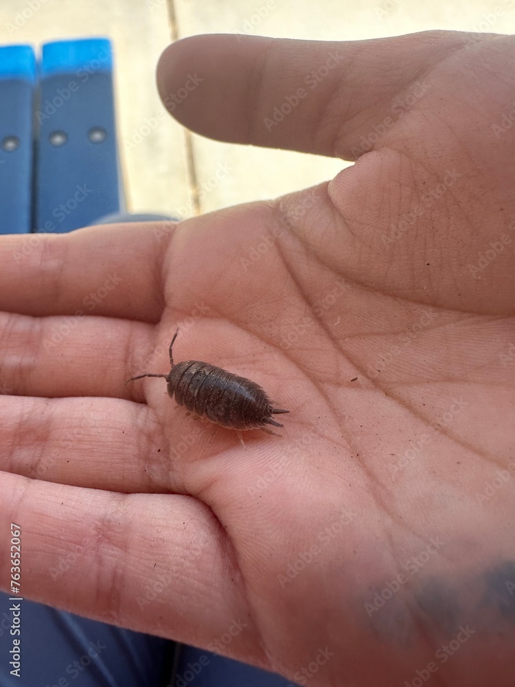 Obraz premium close up of a hand holding a roly poly