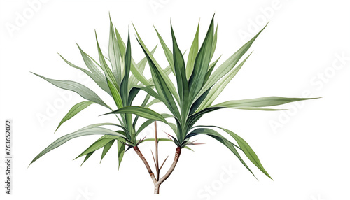 Yucca plant with its sharp sword-like leaves