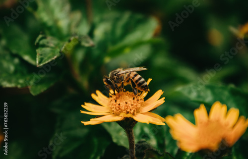 bee on flower, abelha na flor, abelha photo