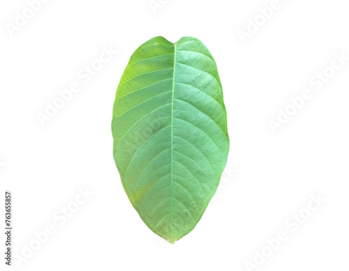 Isolated green leaves of lagerstroemia speciosa or queen crepe myrtle on white background with clipping paths