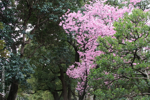 千鳥ヶ淵の桜。