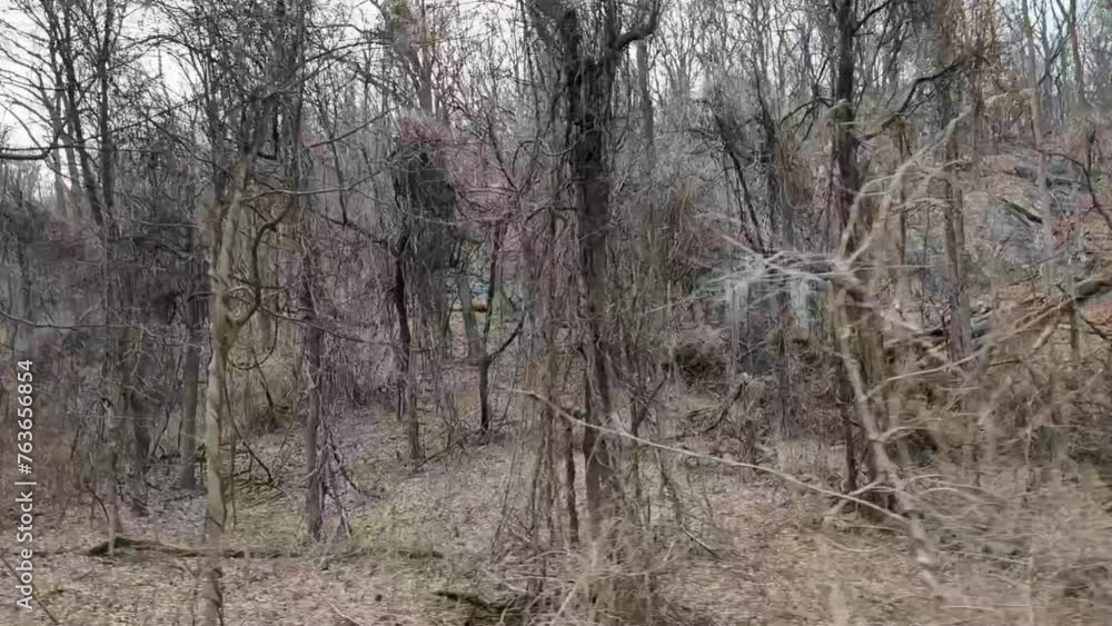 passing by trees in the forest in winter (bare trees with no leaves in the woods) moving, motion, view when cycling on bike path in nature landscape slow motion slowed down passing by trees in the forest in winter (bare trees with no leaves in the woods) moving, motion, view when cycling on bike path in nature landscape slow motion slowed down