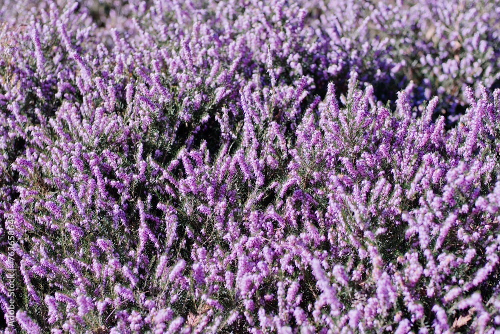 close up of lavender field