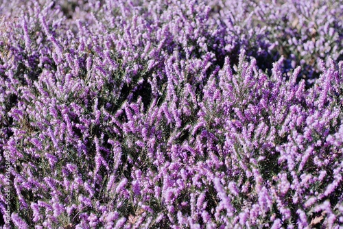 close up of lavender field