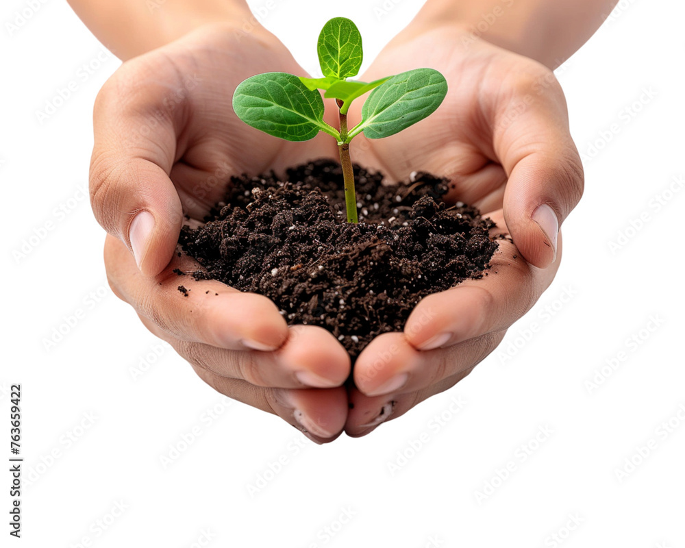 Hands holding ground with green fresh sprout on white transparent background Hands holding ground with green fresh sprout on white transparent background
