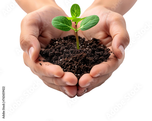 Hands holding ground with green fresh sprout on white transparent background