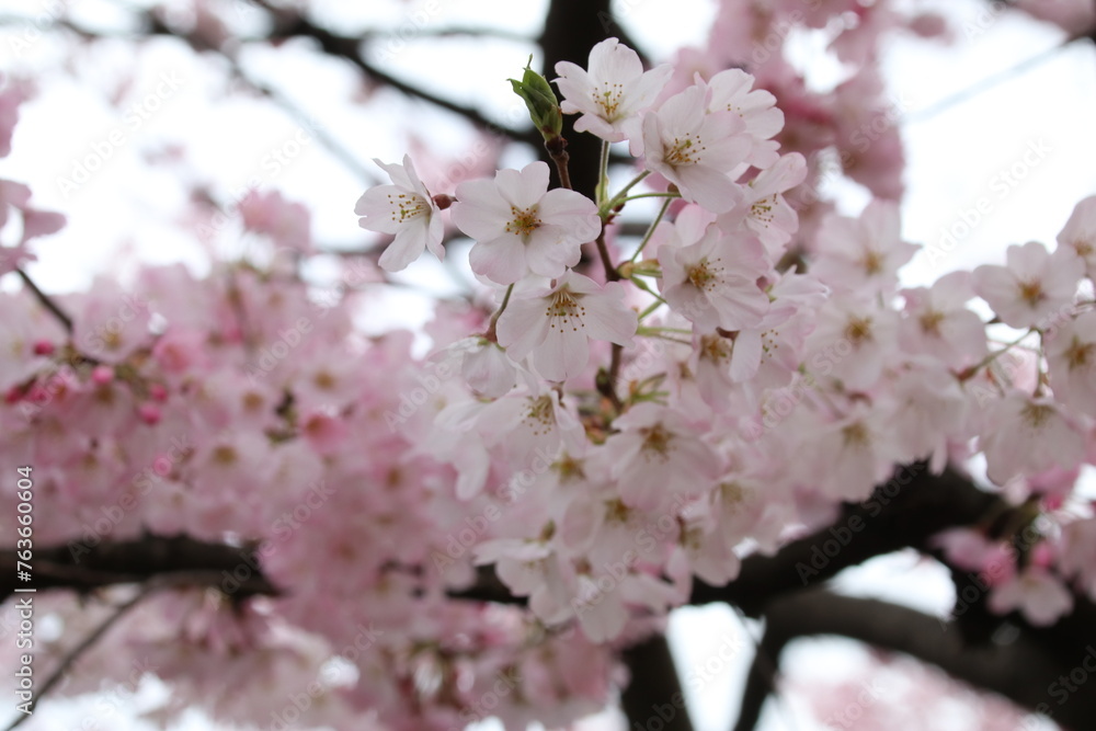 Obraz premium 千鳥ヶ淵の桜。国立劇場前の神代曙。