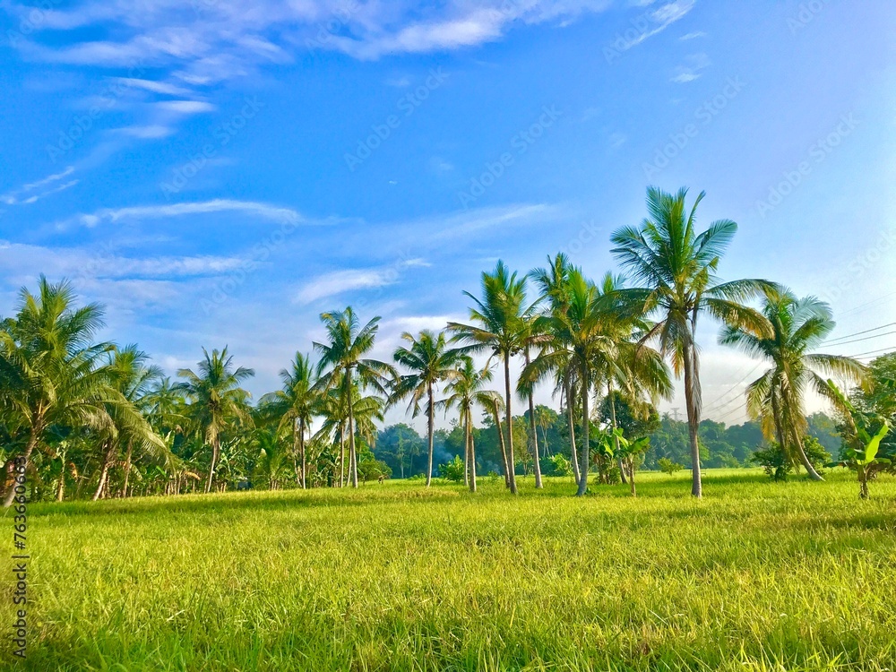 Beautiful Natural of Coconut Trees in Green Rice Fields (Shot on iPhone 7 Plus) - Adobe Stock Beautiful Natural of Coconut Trees in Green Rice Fields (Shot on iPhone 7 Plus) - Adobe Stock