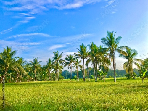 beautiful natural of coconut trees in green rice fields, In the view of the green coconut tree