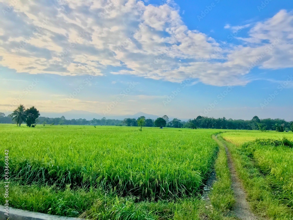 Rice field green grass natural view morning