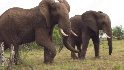 Young elephant bulls wrestling or play fighting and then one turns to face the camera. Kruger National Park, South Africa.