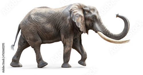 African Bush Elephant Striding Forward 