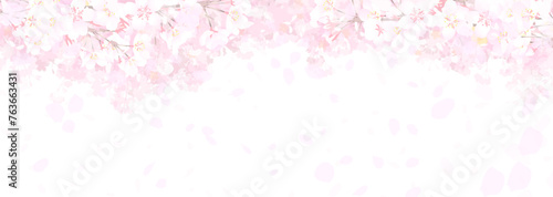 満開の桜　白バック