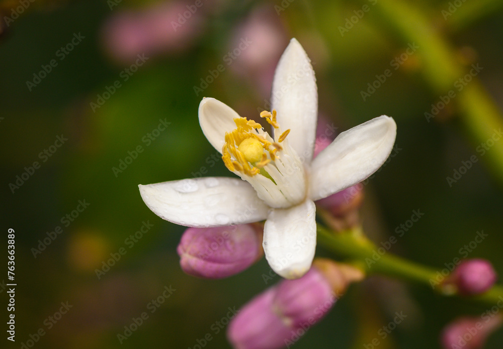 Lemon flowers bloomed in the lemon garden 1 Lemon flowers bloomed in the lemon garden 1