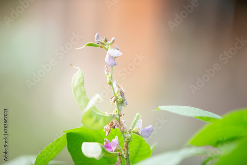 Soybean flower blooming in the garden with blurred background.