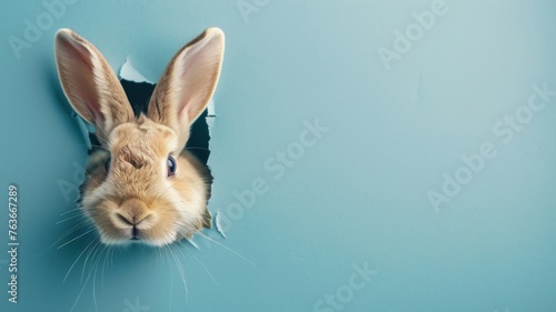 Bunny peeking through a torn blue paper - Charming brown rabbit head popping out from a neatly ripped hole in a pastel blue paper, creating a cute peekaboo effect