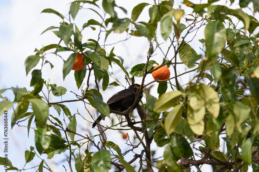 A large black bird sits in a citrus tree branch among ripe juicy oranges against the blue sky in the garden