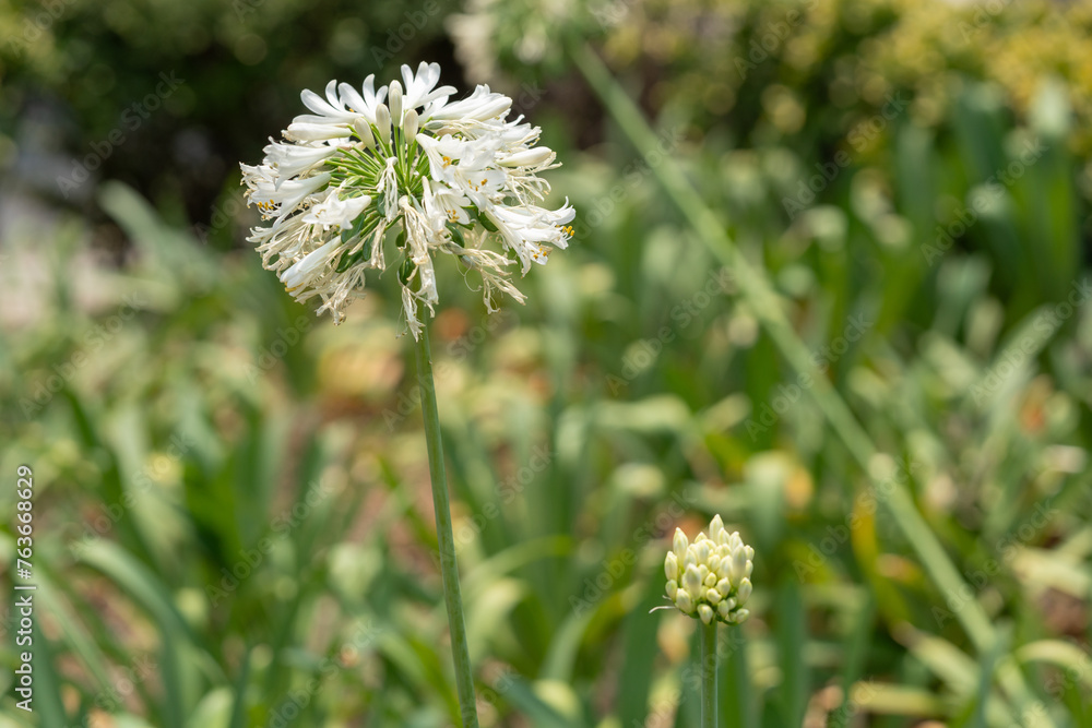 flor silvestre bulbosa con fondo verde desenfocado flor silvestre bulbosa con fondo verde desenfocado