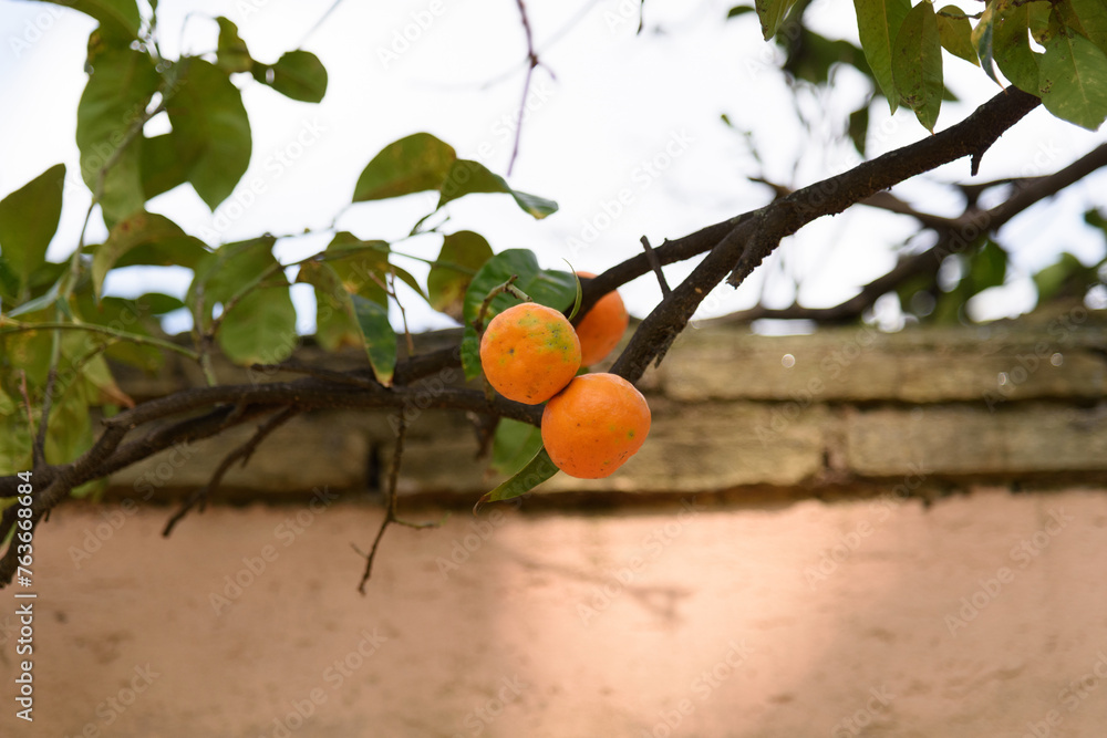 Large fruits of an orange tree hang on a branch against the background of a pink stone wall - a fence in an orchard