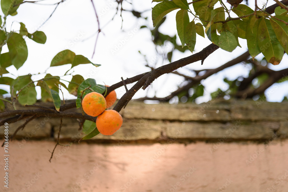 Large fruits of an orange tree hang on a branch against the background of a pink stone wall - a fence in an orchard