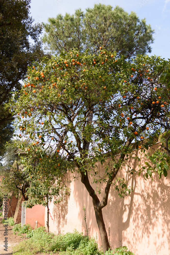 A tall fruit tree with a lush crown and juicy ripe oranges on the branches, in a park near a stone wall