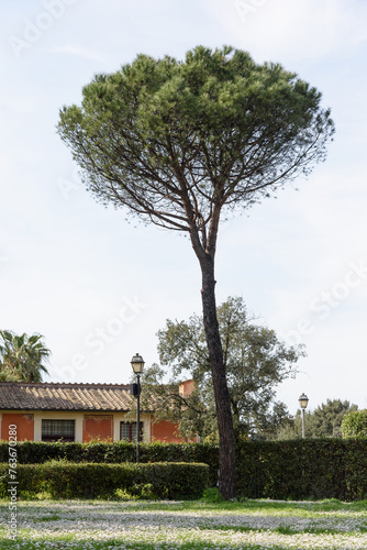 Obraz na płótnie In the courtyard of the villa there is a tall tree and a green lawn with white daisies in the park of a European villa, summer day w salonie