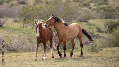 Wild horse stallions facing off before fighting in the Salt River wild horse management area near Scottsdale Arizona United States