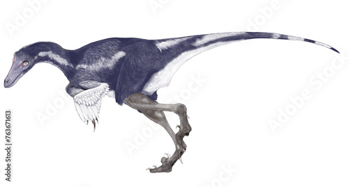 サウロニトイデス　白亜紀後期のトロ―ドン科の優等生　小型、敏捷、優れた視力を持つ捕食者 photo