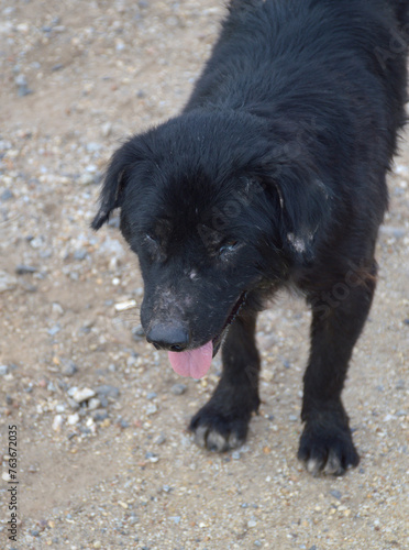 black dog is resting on the sand