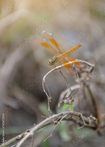 closeup shot of dragonfly on blurred background