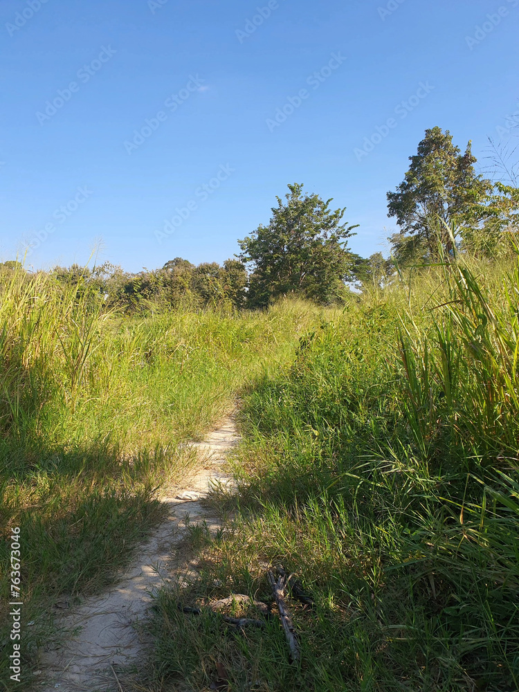 beautiful scenery of the forest beautiful scenery of the forest