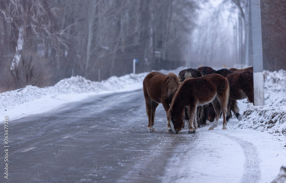 horses in the snow on the road at dusk in winter
