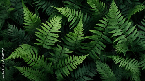 leafy green fern background