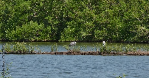 Two individual facing each other one on the left spreading its wings and preening while the other watches, Grey Heron Ardea cinerea, Thailand photo