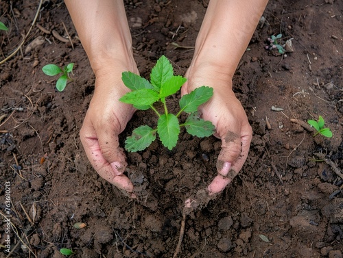 Empowering the Future: A Top-View of Hands Planting a Young Tree