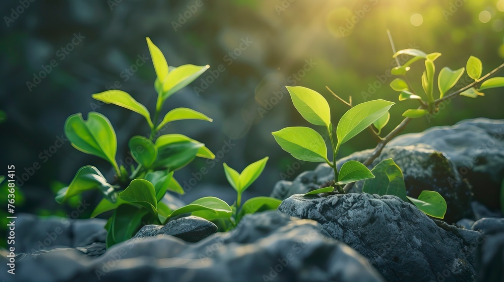 Obraz premium The summer sun shines on the rocks and green leaves