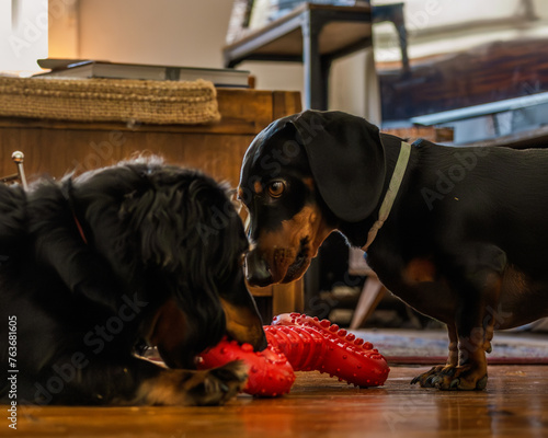 A Playful Tug-of-War