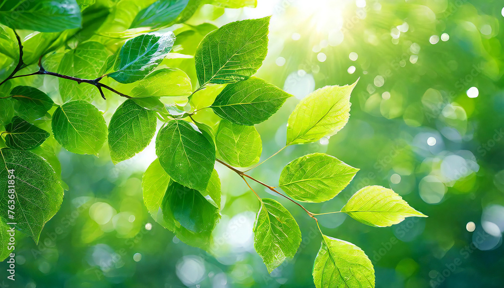 新緑。エコイメージ。森林浴。緑の葉が生い茂る爽やかなイメージ。Fresh green. Eco image. Forest bathing. A refreshing image of lush green leaves. 新緑。エコイメージ。森林浴。緑の葉が生い茂る爽やかなイメージ。Fresh green. Eco image. Forest bathing. A refreshing image of lush green leaves.
