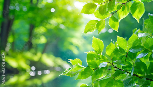 Fresh green. Eco image. Forest bathing. A refreshing image of lush green leaves.