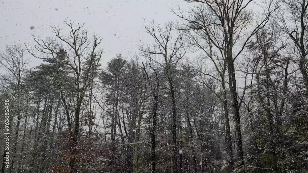 snow falling in a forest with trees (blizzard conditions in woods) conifer trees, hemlock, spruce, pine winter landscape scene snowing slow motion footage slowed down snow falling in a forest with trees (blizzard conditions in woods) conifer trees, hemlock, spruce, pine winter landscape scene snowing slow motion footage slowed down