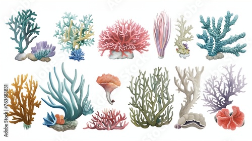 a group of corals and seaweeds on a white background