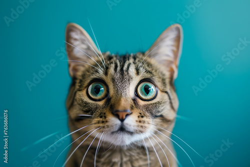 A cat with blue eyes stares at the camera